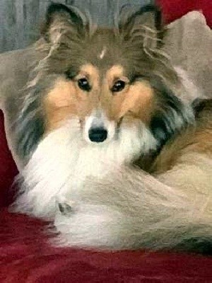 Du Fantasy Game - Shetland Sheepdog - Portée née le 16/09/2020