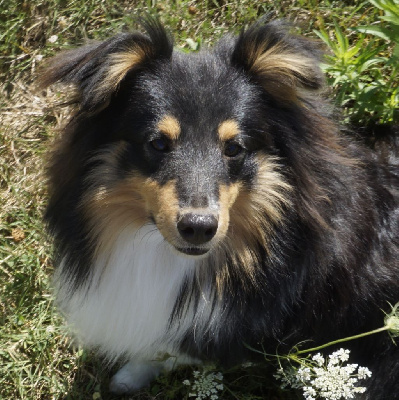 Du Fantasy Game - Shetland Sheepdog - Portée née le 25/08/2023