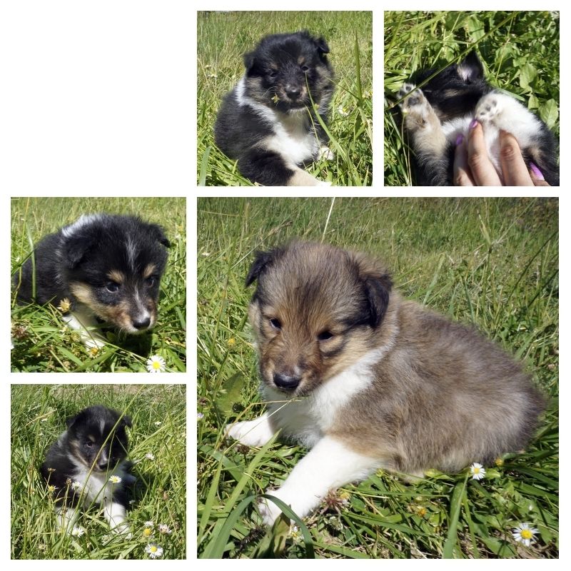 chiot Shetland Sheepdog Du Fantasy Game