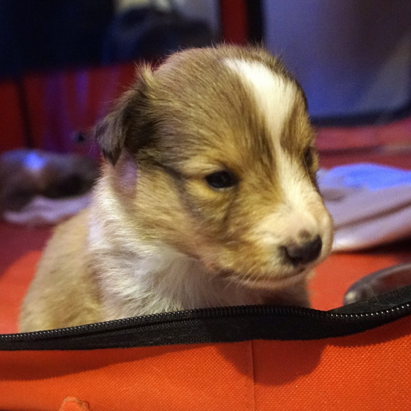 Du Fantasy Game - Chiots disponibles - Shetland Sheepdog