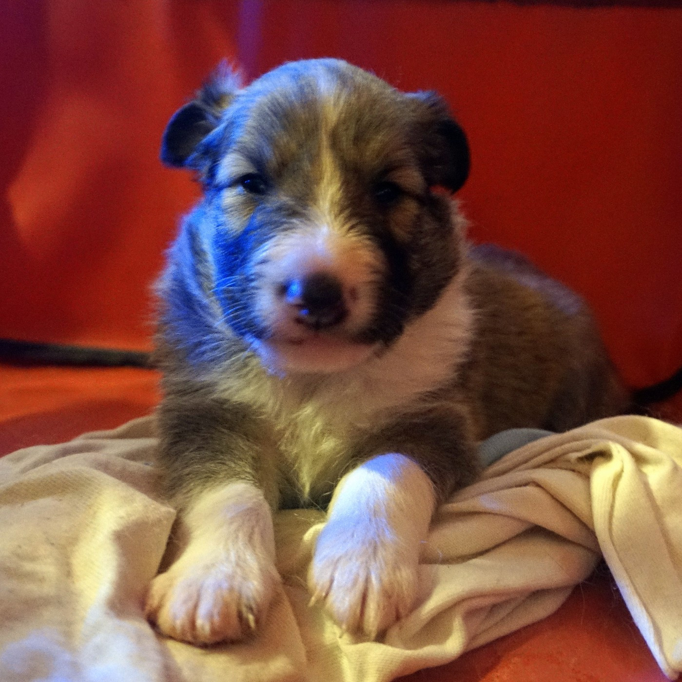 Du Fantasy Game - Chiots disponibles - Shetland Sheepdog