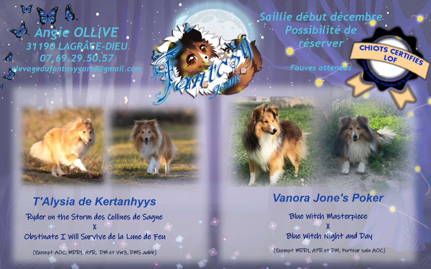 Chiot Shetland Sheepdog Du Fantasy Game