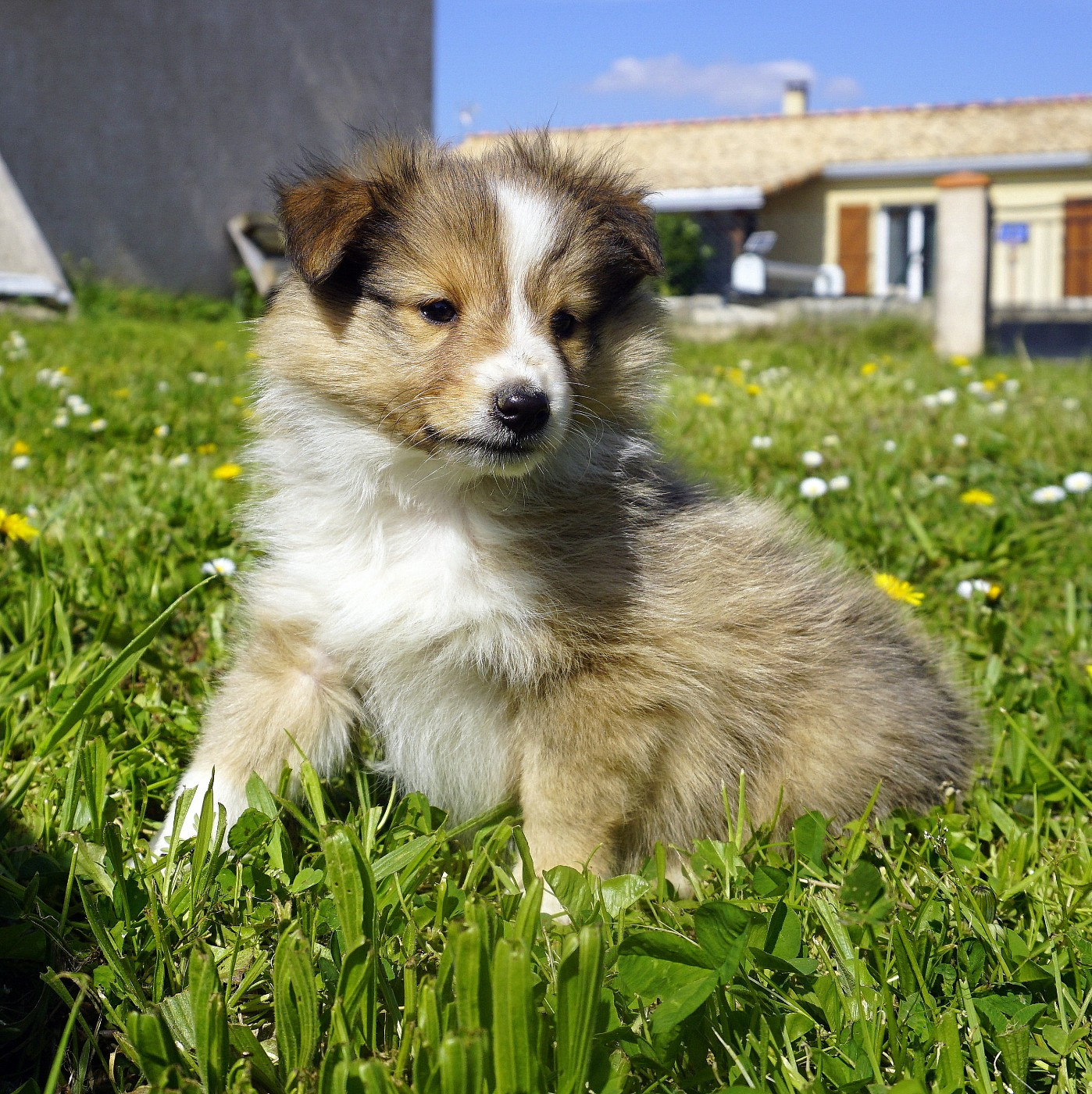 Du Fantasy Game - Chiots disponibles - Shetland Sheepdog