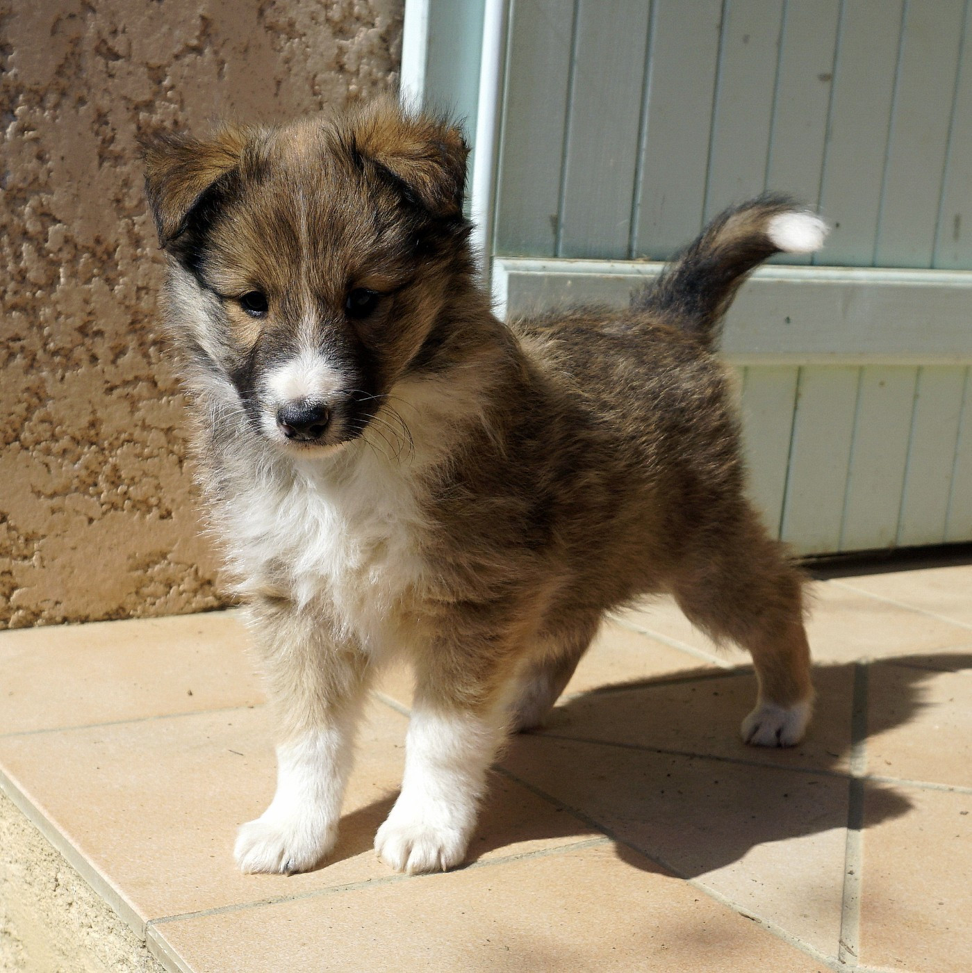Du Fantasy Game - Chiots disponibles - Shetland Sheepdog
