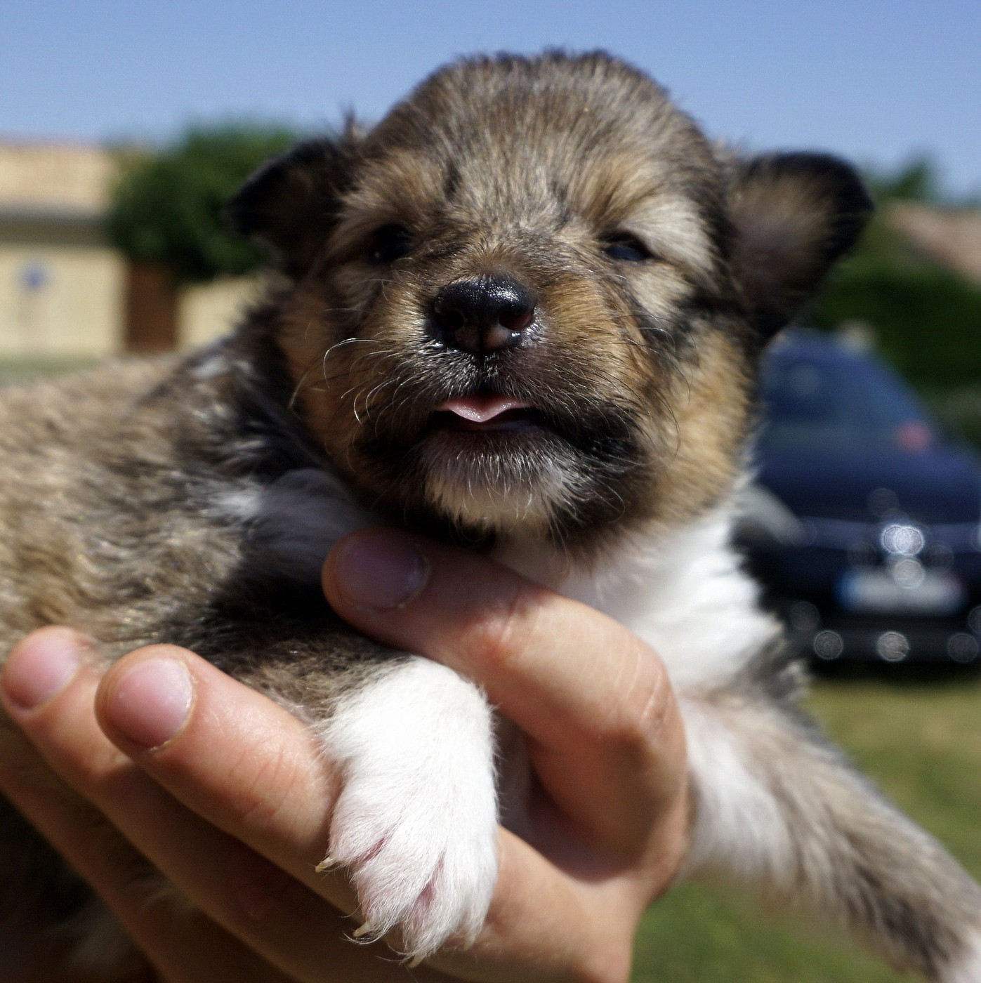 Du Fantasy Game - Chiots disponibles - Shetland Sheepdog