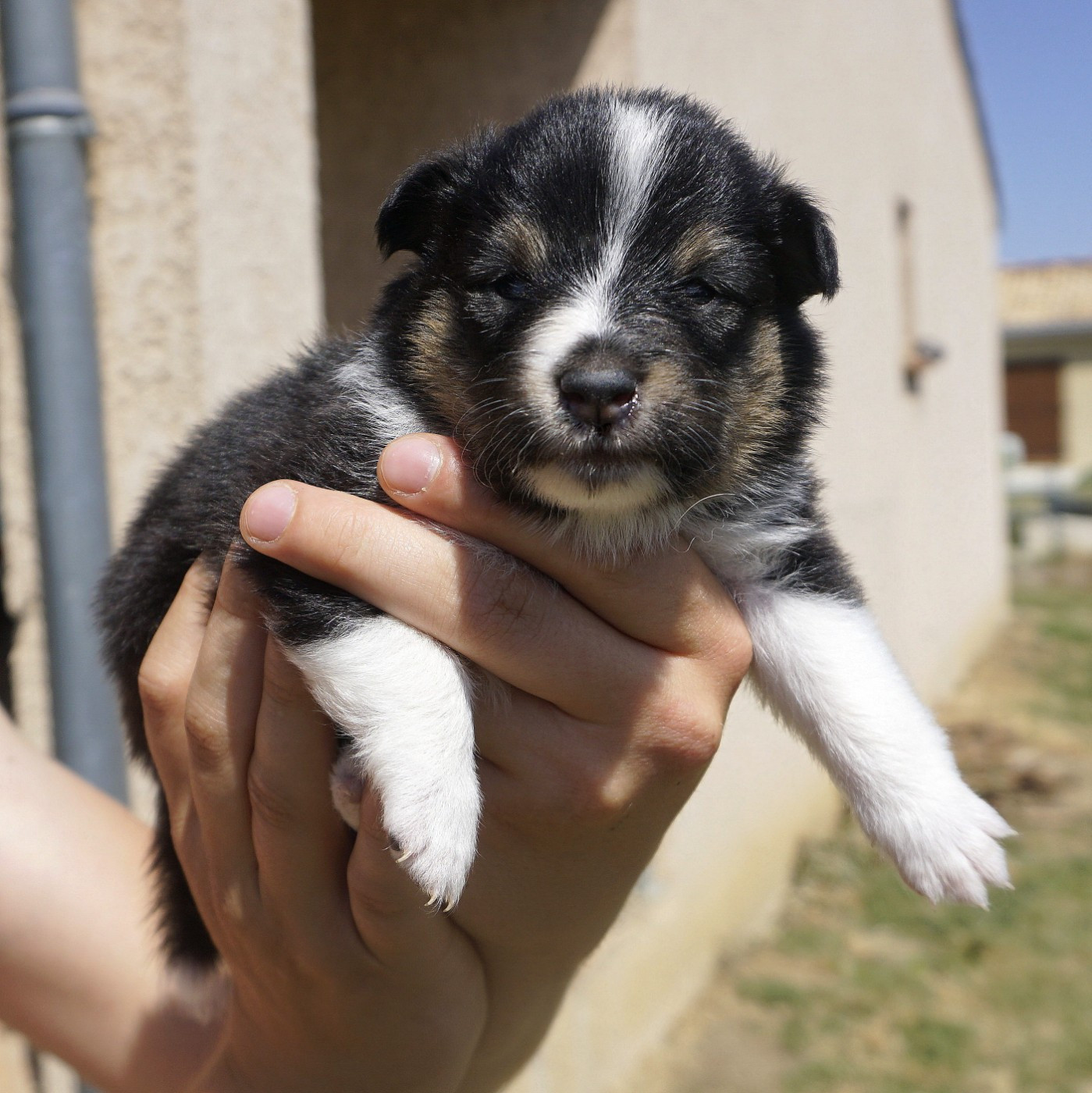Du Fantasy Game - Chiots disponibles - Shetland Sheepdog