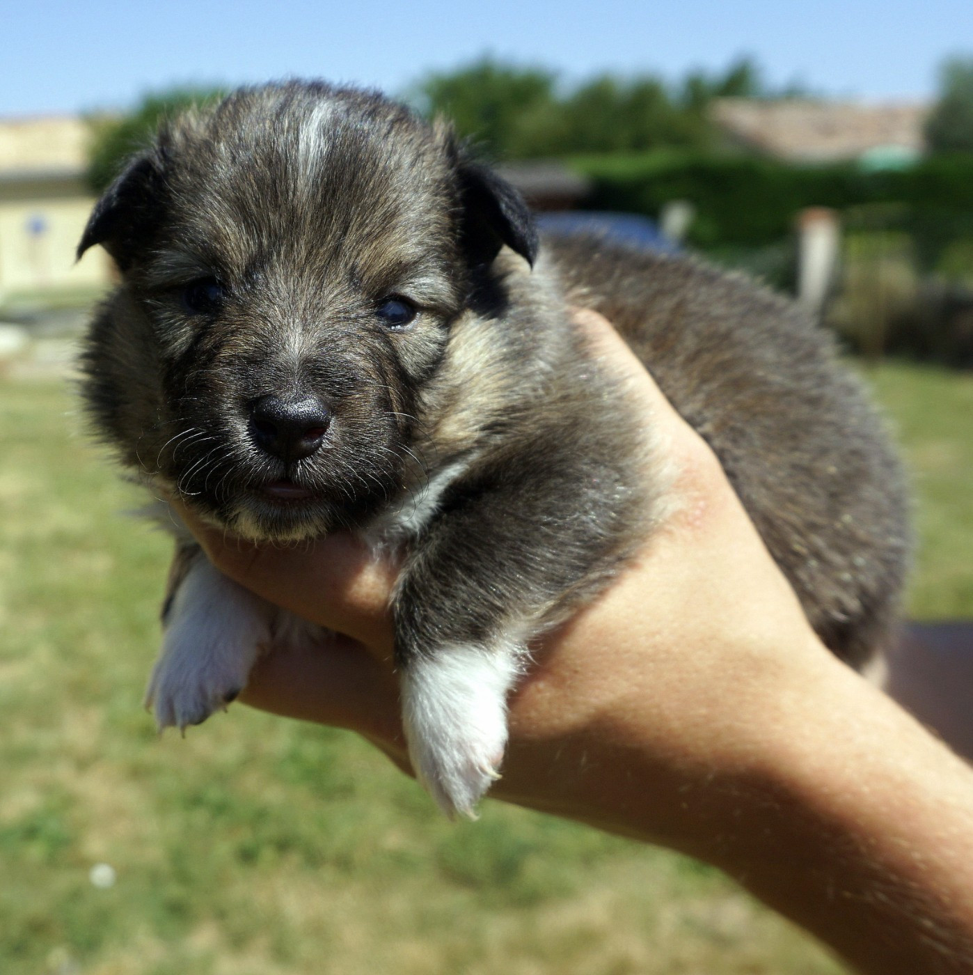 Du Fantasy Game - Chiots disponibles - Shetland Sheepdog