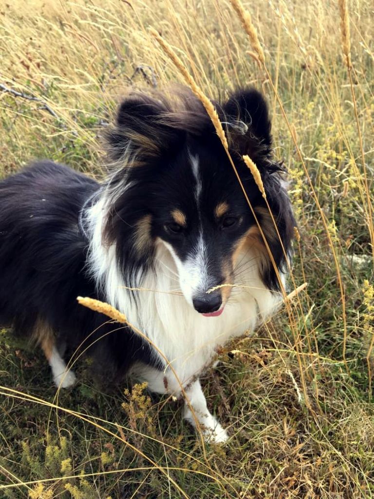 Du Fantasy Game - Shetland Sheepdog - Portée née le 16/09/2020