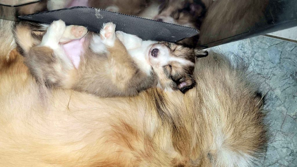 Du Fantasy Game - Chiots disponibles - Shetland Sheepdog