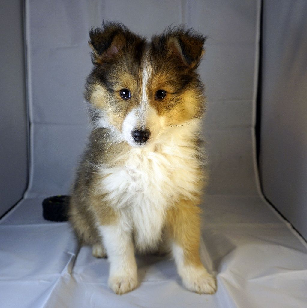 Du Fantasy Game - Shetland Sheepdog - Portée née le 03/09/2025