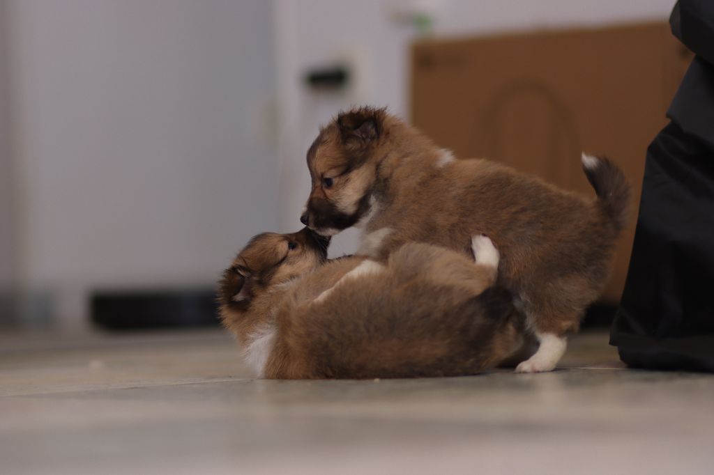 Du Fantasy Game - Shetland Sheepdog - Portée née le 12/02/2025
