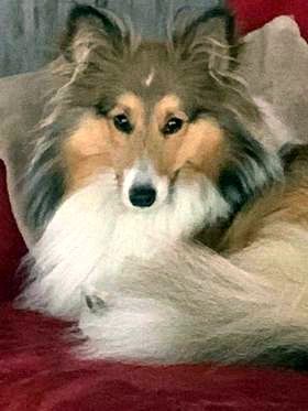 Du Fantasy Game - Shetland Sheepdog - Portée née le 16/09/2020
