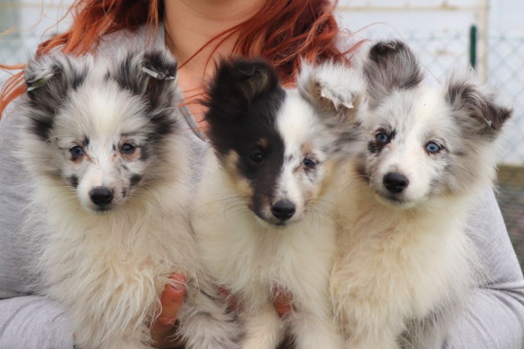 Du Fantasy Game - Shetland Sheepdog - Portée née le 24/11/2023