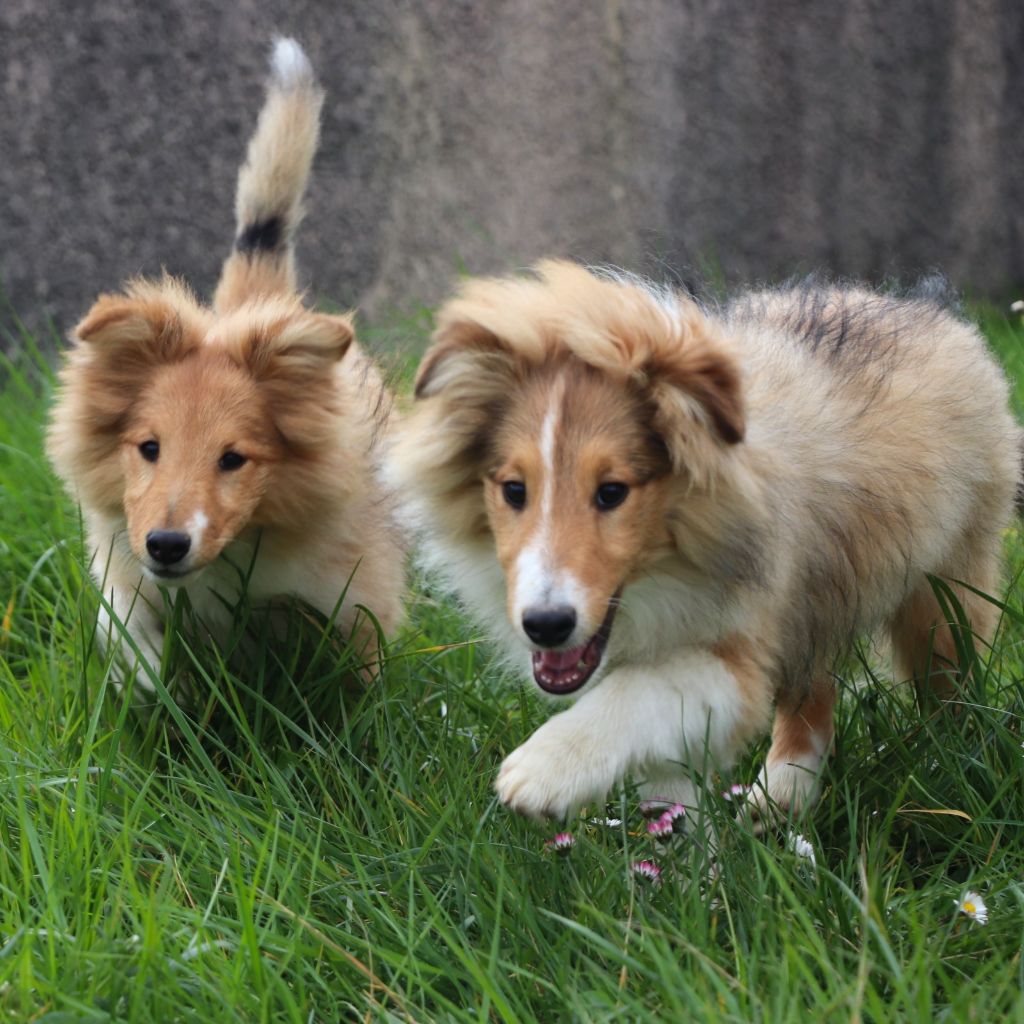 Du Fantasy Game - Shetland Sheepdog - Portée née le 24/10/2023