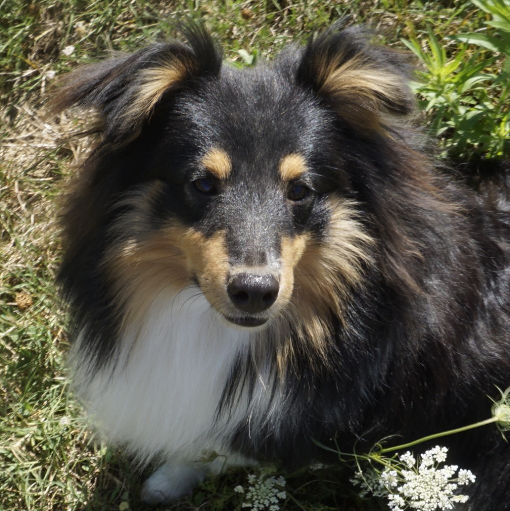 Du Fantasy Game - Shetland Sheepdog - Portée née le 25/08/2023